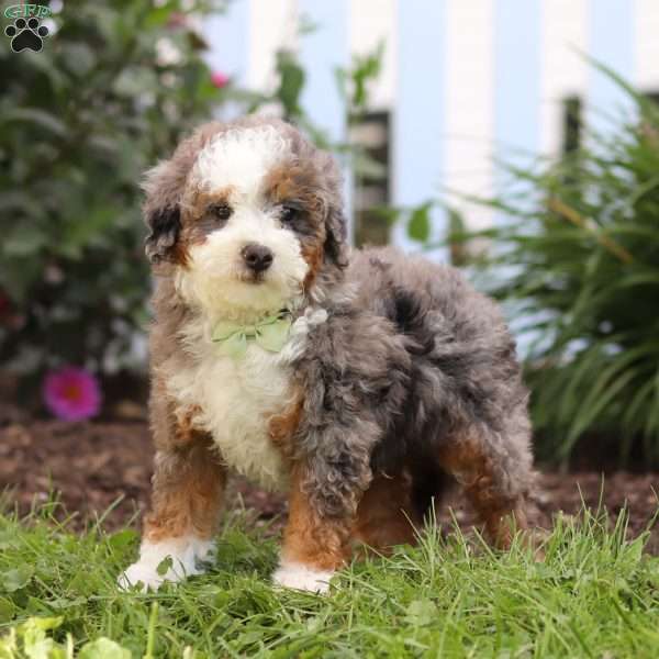 Jaden, Mini Bernedoodle Puppy